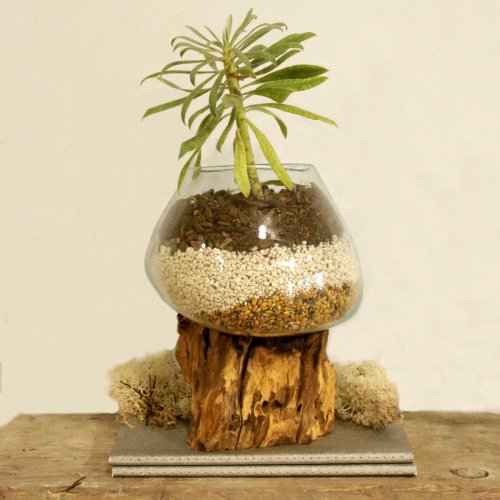 (image for) Molten Glass on Wood - Large Bowl