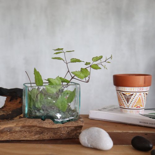(image for) Molten Glass Tank on Wood with Stand - Small Bowl